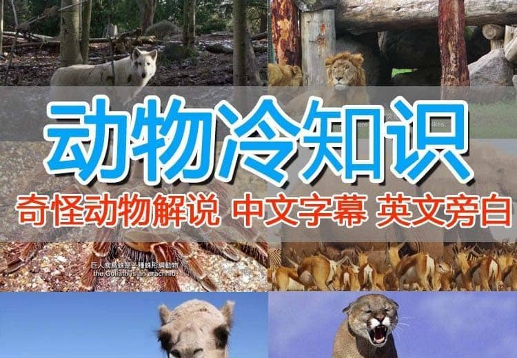 外面卖1699的国外纪录片解说（动物解说、美食、动画片）稳过中视频网创吧-网创项目资源站-副业项目-创业项目-搞钱项目念念云网创